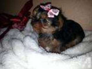 Yorkshire Terrier Puppy for sale in SACRAMENTO, CA, USA
