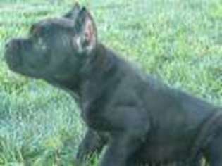 Cane Corso Puppy for sale in Sugarcreek, OH, USA