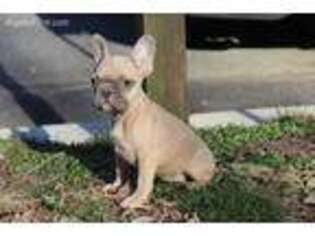 French Bulldog Puppy for sale in Bryans Road, MD, USA