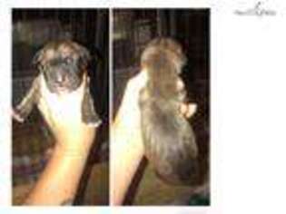 Great Dane Puppy for sale in Augusta, GA, USA