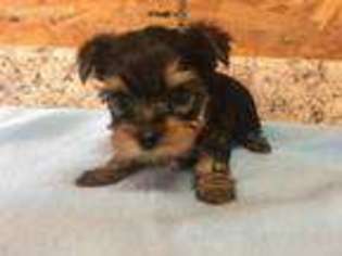 Yorkshire Terrier Puppy for sale in Holdenville, OK, USA