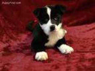 Mutt Puppy for sale in Omaha, AR, USA