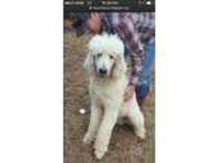 Labradoodle Puppy for sale in Atkins, AR, USA