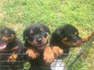Rottweiler Puppy for sale in MOODUS, CT, USA