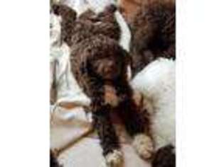 Labradoodle Puppy for sale in Ruskin, FL, USA