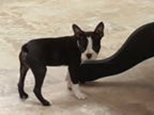 Boston Terrier Puppy for sale in Pelham, NH, USA