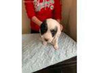 English Setter Puppy for sale in Louisville, OH, USA