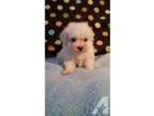 Maltese Puppy for sale in GILBERTS, IL, USA