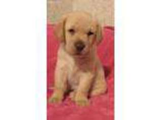 Labrador Retriever Puppy for sale in Saluda, SC, USA