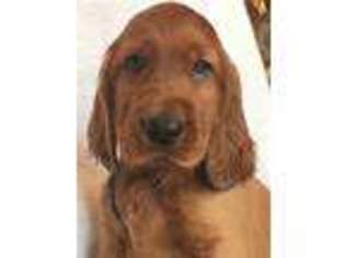 Irish Setter Puppy for sale in Clarksville, OH, USA