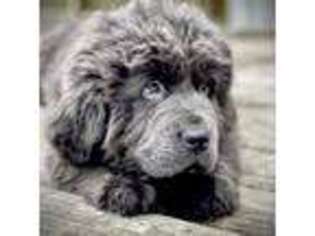 Newfoundland Puppy for sale in Indian Springs, OH, USA