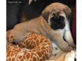 Mastiff Puppy for sale in Dixon, KY, USA