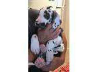 Great Dane Puppy for sale in Chico, CA, USA