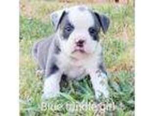 Mutt Puppy for sale in Frederick, OK, USA