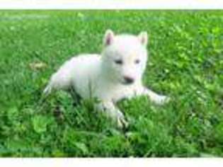 Siberian Husky Puppy for sale in Liberty, KY, USA