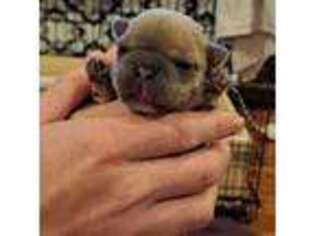 French Bulldog Puppy for sale in Lincolnton, GA, USA