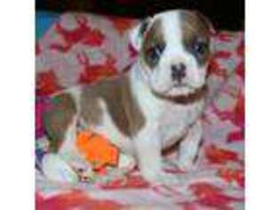 Olde English Bulldogge Puppy for sale in Deerfield, OH, USA