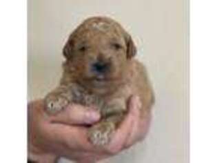 Goldendoodle Puppy for sale in Junction, UT, USA