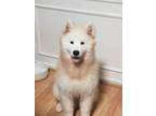 Samoyed Puppy for sale in Falls Church, VA, USA
