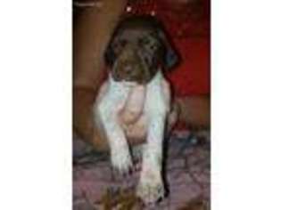 German Shorthaired Pointer Puppy for sale in Hanoverton, OH, USA