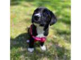 Labrador Retriever Puppy for sale in Seymour, CT, USA