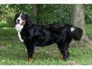Bernese Mountain Dog Puppy for sale in Kirksville, MO, USA