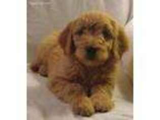 Goldendoodle Puppy for sale in Roanoke, VA, USA