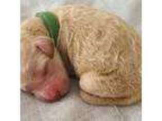 Goldendoodle Puppy for sale in Sacramento, CA, USA