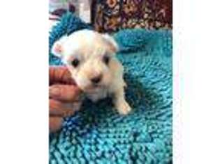 Maltese Puppy for sale in Chanute, KS, USA