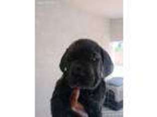 Cane Corso Puppy for sale in Maricopa, AZ, USA