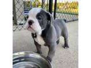 Olde English Bulldogge Puppy for sale in Somerset, KY, USA