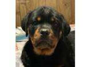 Rottweiler Puppy for sale in Lafayette, TN, USA