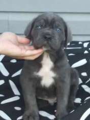 Cane Corso Puppy for sale in New Castle, PA, USA