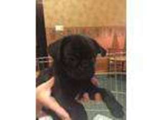 Pug Puppy for sale in Woodstock, IL, USA