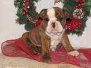 Bulldog Puppy for sale in Womelsdorf, PA, USA