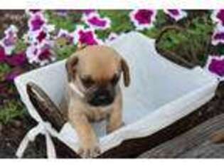 Puggle Puppy for sale in Myerstown, PA, USA