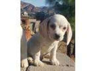 Beagle Puppy for sale in San Diego, CA, USA