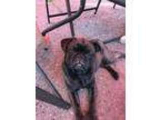 Pug Puppy for sale in Fort Mitchell, AL, USA