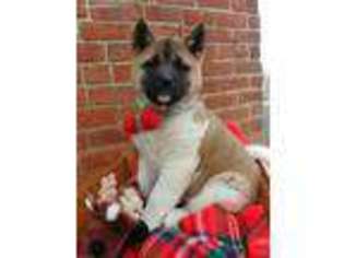 Akita Puppy for sale in Grabill, IN, USA