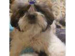 Mutt Puppy for sale in Weiser, ID, USA