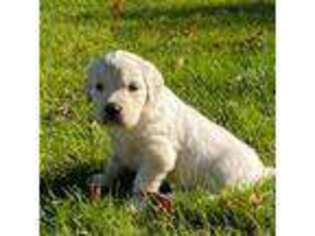 Golden Retriever Puppy for sale in Loretto, MN, USA