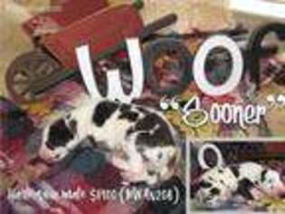 Great Dane Puppy for sale in Owasso, OK, USA