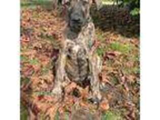 Great Dane Puppy for sale in Middleboro, MA, USA