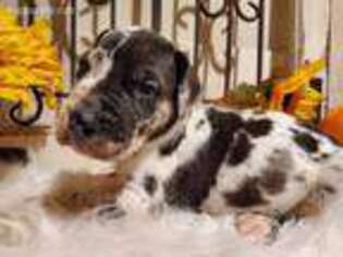 Great Dane Puppy for sale in New London, NC, USA