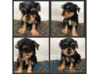 Yorkshire Terrier Puppy for sale in Watertown, SD, USA