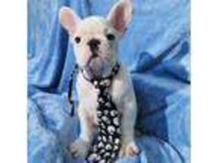 French Bulldog Puppy for sale in Ringgold, GA, USA