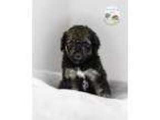 Mutt Puppy for sale in Westlake, OR, USA
