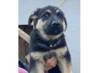 German Shepherd Dog Puppy for sale in South Windsor, CT, USA