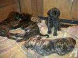 Great Dane Puppy for sale in COLDWATER, OH, USA