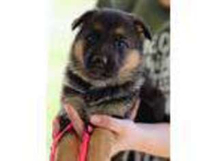 German Shepherd Dog Puppy for sale in Munfordville, KY, USA